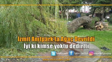Parkta ağaç devrildi