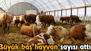 Büyükbaş Hayvan Sayısı Arttı