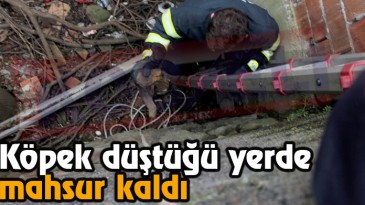 Köpek Düştüğü Yerde Mahsur Kaldı