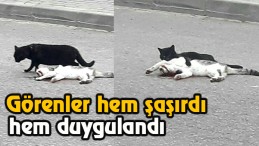 Bu Görüntüleri Görenler Duygu Dolu Anlar Yaşadı