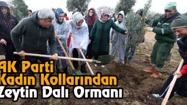 AK Parti Kocaeli Kadın Kollarından Zeytin Dalı Ormanı