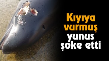 Kıyıya Vurmuş Yunus Şoke Etti