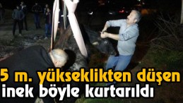 İnek Böyle Kurtarıldı
