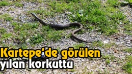 Kartepe’de Yılan Paniği