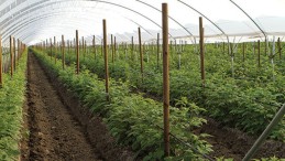 Bitkisel Üretimde Antalya İlk Sırada