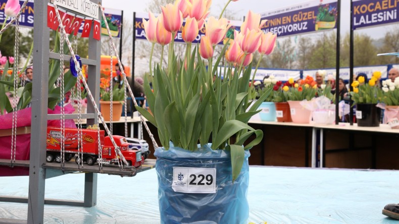 Lale Festivali’nin En Güzel Laleleri Seçildi