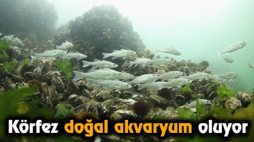 Körfez doğal akvaryum oluyor  