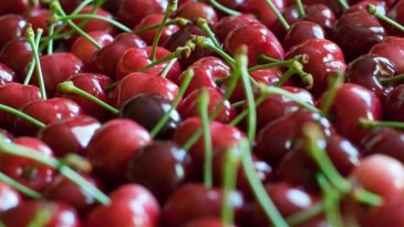 Kirazın kilosu cep yakıyor