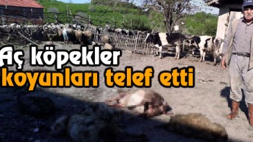 Aç kalan köpekler 7 koyunu telef etti