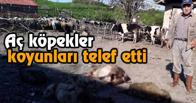 Aç kalan köpekler 7 koyunu telef etti