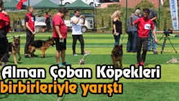 Alman Çoban Köpekleri birbirleriyle yarıştı