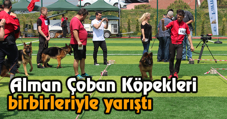 Alman Çoban Köpekleri birbirleriyle yarıştı
