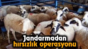 Jandarmadan hırsızlık operasyonu