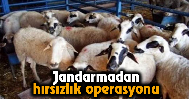 Jandarmadan hırsızlık operasyonu