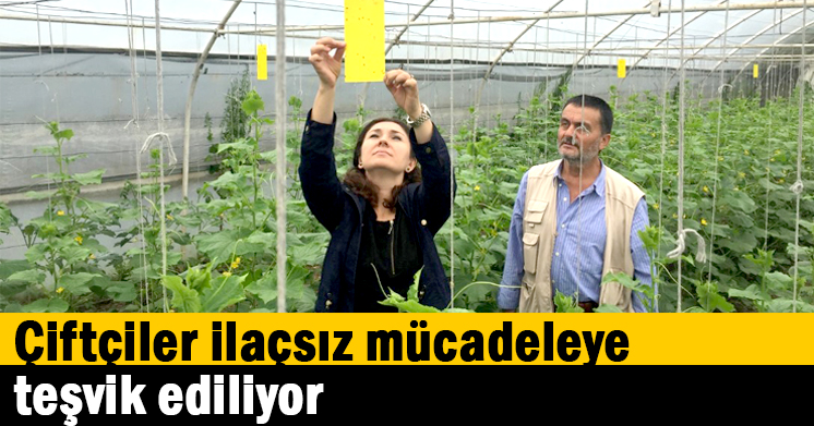 Çiftçiler ilaçsız mücadeleye teşvik ediliyor  