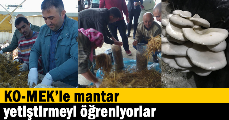 KO-MEK’le mantar yetiştirmeyi öğreniyorlar  