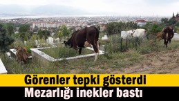 Mezarlığı büyükbaş hayvanlar bastı