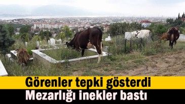 Mezarlığı büyükbaş hayvanlar bastı