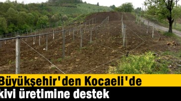 Büyükşehir’den Kocaeli’de kivi üretimine destek  