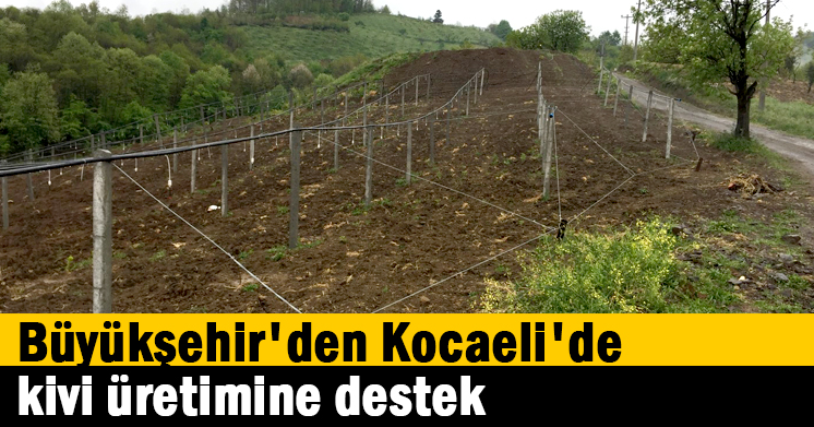 Büyükşehir’den Kocaeli’de kivi üretimine destek  