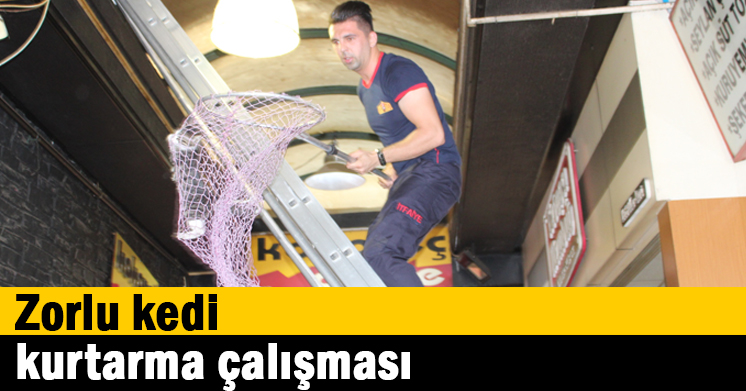 Zorlu kedi kurtarma çalışması