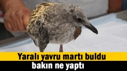 Yaralı martıya sahip çıktı