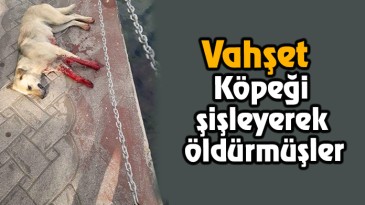 Köpeği boğazından şişlemişler