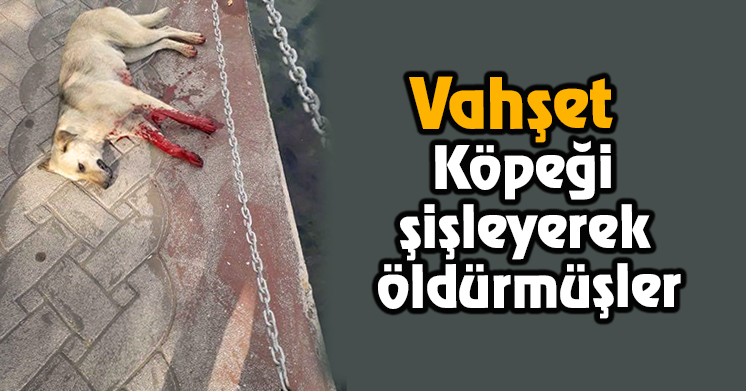 Köpeği boğazından şişlemişler