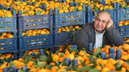 Narenciyede yüzde 40 rekolte kaybı bekleniyor