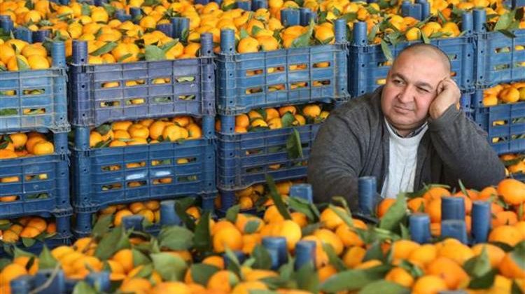 Narenciyede yüzde 40 rekolte kaybı bekleniyor