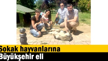 Sokak hayvanlarına Büyükşehir eli