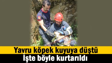Yavru köpek kuyuya düştü