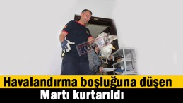 Martı mahsur kaldı