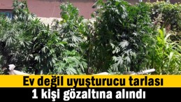 Çatı uyuşturucu tarlası olmuş