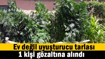 Çatı uyuşturucu tarlası olmuş