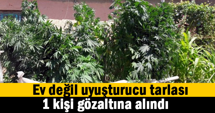 Çatı uyuşturucu tarlası olmuş