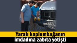Kaplumbağanın imdadına yetişti