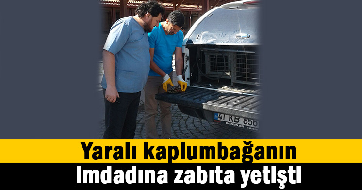 Kaplumbağanın imdadına yetişti