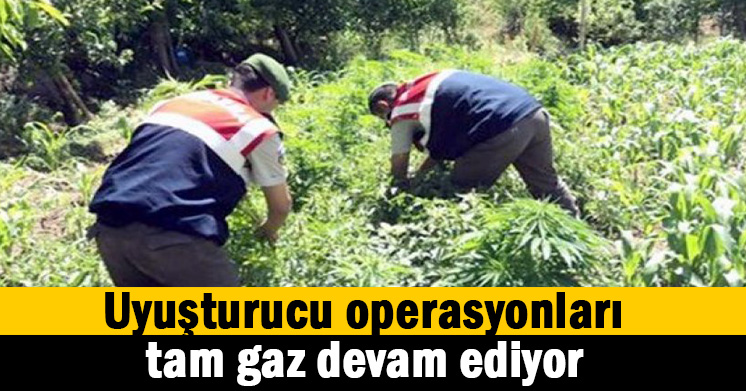 Jandarma’dan uyuşturucu operasyonu