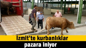 Kurbanlıklar pazara imiyor