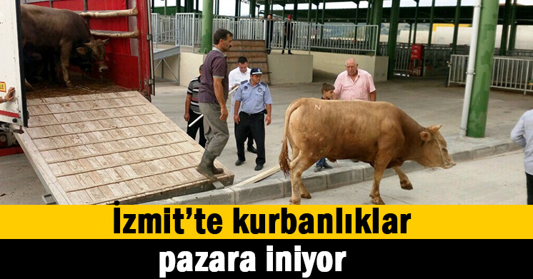 Kurbanlıklar pazara imiyor