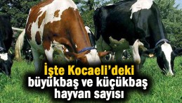 İşte Kocaeli’deki büyükbaş ve küçükbaş hayvan sayısı
