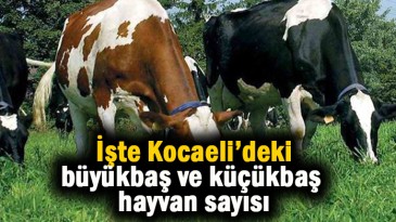 İşte Kocaeli’deki büyükbaş ve küçükbaş hayvan sayısı