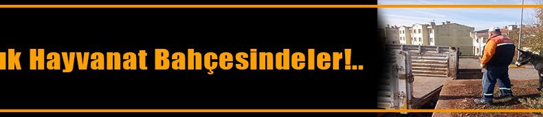 Sahipsiz hayvanlar hayvanat bahçesine götürüldü