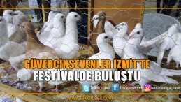 Güvercinsevenler Bu Festivalde Buluştu