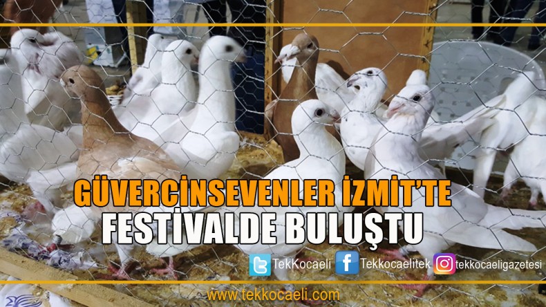 Güvercinsevenler Bu Festivalde Buluştu