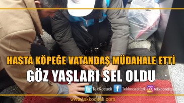 Rahatsızlanan Köpek Kurtarılamadı