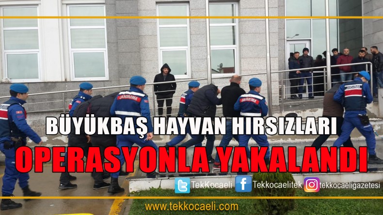 Hayvan Hırsızları Yakalandı