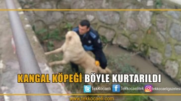 Kanala Düşen Köpek Böyle Kurtarıldı