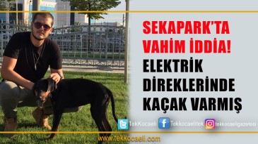 Direkteki Elektrik Kaçağı Köpeği Öldürdü İddiası